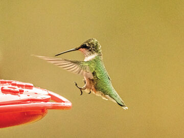 Powerful little bird